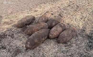 Вибухової речовини вистачить на ураження кілометра: на Рівненщині виявили 7 авіабомб