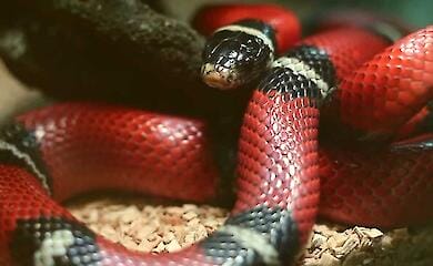 Мешканка Києва знайшла у своїй машині екзотичну змію