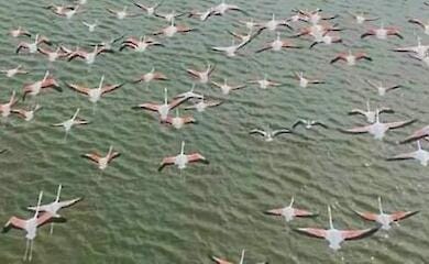 Розовые фламинго прилетели в Украину