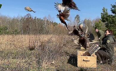 На Житомирщині 150 фазанів випустили на волю