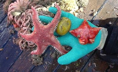 Українські вчені на "Ноосфері" досліджують життя на морському дні Антарктики (фото)