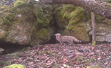 На кадры фотоловушки попал редкий хищник в Тернопольской области