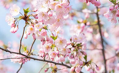 Сезон цветения: где в Киеве полюбоваться сакурами и магнолиями