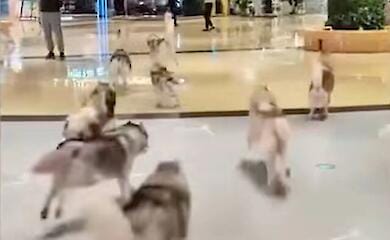 100 хаскі втекли із зоокафе в Китаї