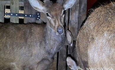 Задержан мужчина, который пытался перевезти 9 оленей в кузове автомобиля