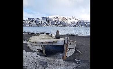 Полярники показали видео с морским котиком