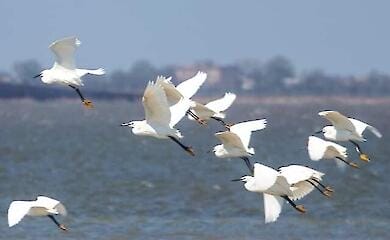 Птицы национального парка страдают от войны