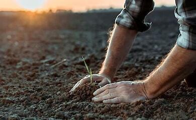 Что нужно успеть посадить и посеять на огороде до Пасхи