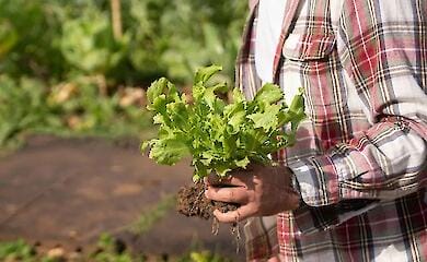 Почему горчит выращенный на грядке листовой салат