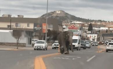 В Америці слон утік із цирку і бродив вулицями