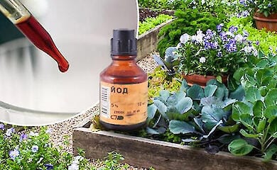 О применении йода в огороде рассказали эксперты