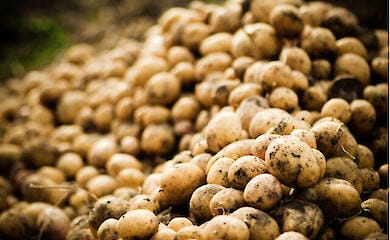 Что нужно знать, высаживая картофель