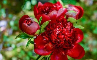 Китайські вчені створили штучний діамант, використовуючи червоні півонії