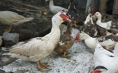 В ВОЗ заявили о возросшей угрозе птичьего гриппа