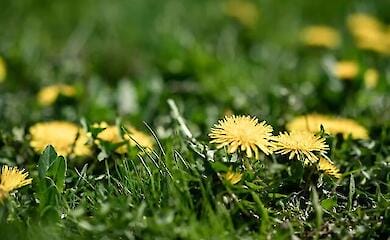 Сорняки одуванчики на огороде
