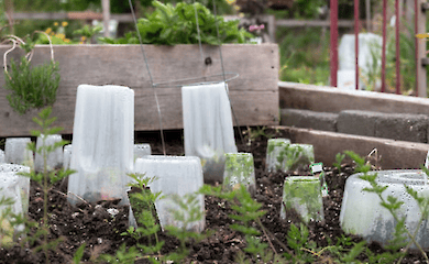 Захист городу від заморозків: як врятувати рослини розповіли фахівці