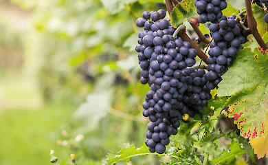 Бабушкины советы по обрезке винограда весной