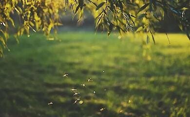Як позбутися комарів