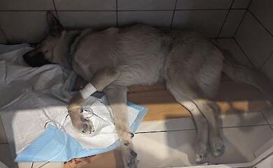 В Запорожье выбросили из окна собаку, привезенную воином с фронта