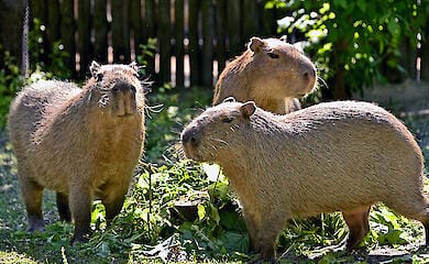 У Києві капібари повернулися в літній вольєр