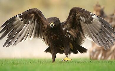 Война в Украине губит уникальную птицу