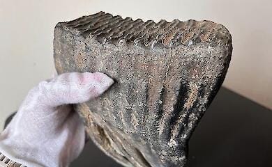 Украинец пытался по почте отправить за границу зуб мамонта