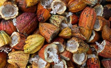 Ціни на какао після деякого падіння знову почали зростати