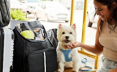 Створено сервіс, який допоможе власникам тварин легко спланувати подорож