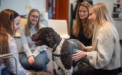 Канистерапия: в чем ее популярность и актуальность для Украины