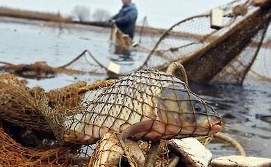 На Черкащині браконьєри наловили риби на понад мільйон гривень