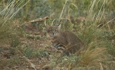 В Бразилии зоозащитники пытаются спасти вид кошек, который исчезает быстрее всего