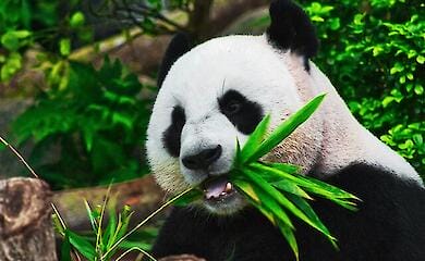 За погану поведінку: дюжині людей заборонили дивитися на панд