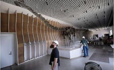 У США в музеї виставлять унікальний скелет динозавра, що має зелений колір