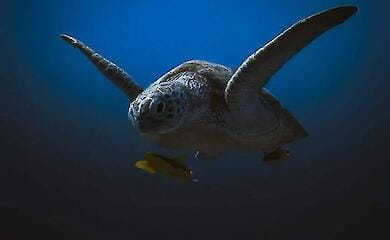 Друге місце в категорії "Дика природа в небезпеці": портрет морської черепахи