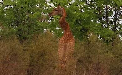 На фото потрапила жирафа з сильно викривленою шиєю. Що сталося з бідною твариною?