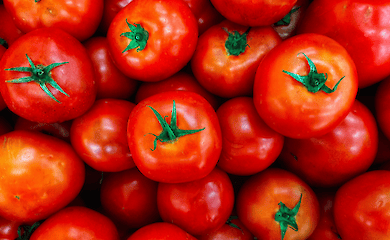 Как добиться обильного урожая помидоров в Украине