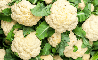 Скоро дозріє цвітна капуста. Як убезпечити врожай