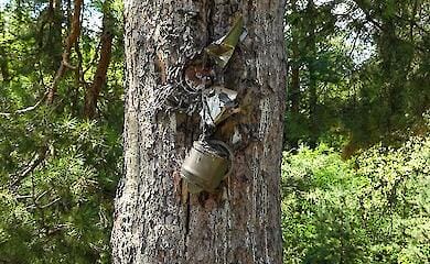 Два роки стирчала з дерева: на Київщині знайшли та знешкодили боєприпас