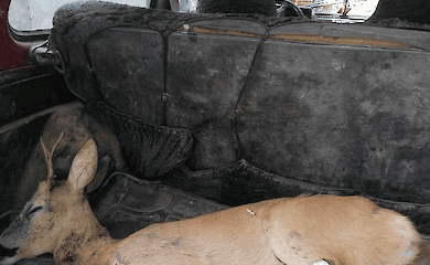  Ветеринары Тернопольщины провели операцию прямо посреди леса 