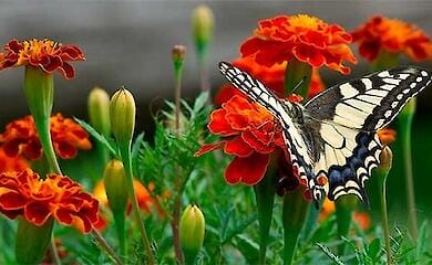 Какой будет погода в Киеве в первой половине августа