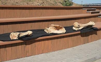 У Запоріжжі рибалка знайшов кістки мамонта