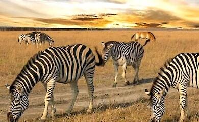 Оккупанты уничтожают &laquo;Асканию-Нову&raquo;: что происходит в заповеднике