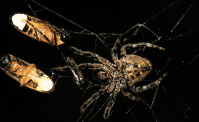 Пауки превращают самцов светляков в приманки для новых жертв