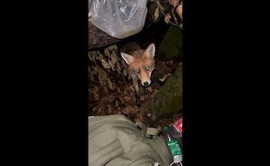 Лисиця намагалася пограбувати прикордонників
