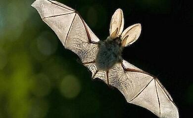 Летюча миша