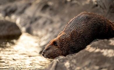 У Києві з ями з відходами витягли бобра, він був ледве живий