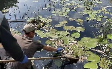 Рыба в реке