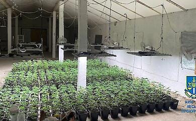 Сім'я створила мережу конопляних ферм для подальшого продажу наркотиків