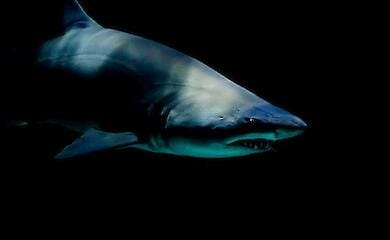 Люди все чаще стают жертвами нападений акул