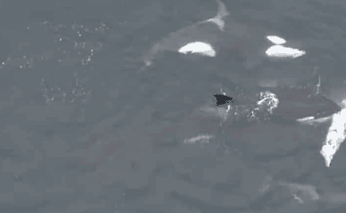  Ученые запечатлели охоту касаток на дельфинов у берегов Чили